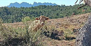 Mas Set Rengs Agroturismo 0027