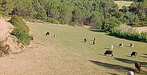 Mas Set Rengs Agroturismo 0029