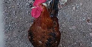 Mas Set Rengs Agroturismo 0031