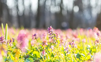 Casa Rural La Huerta de la Abuela Pilar en Aldehorno (Segovia) - Foto 7