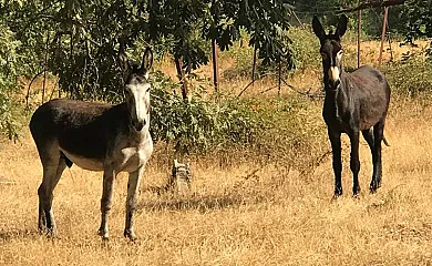 Casa Rural Los Robles en Acebo (Cáceres) - Foto 6