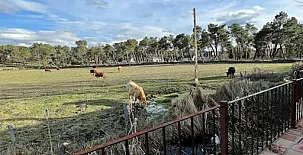 Paraje de Constanzana 009