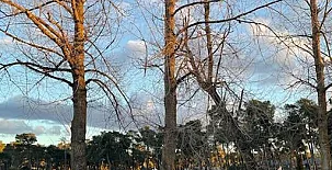 Paraje de Constanzana 0013