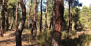 Paraje de Constanzana 0031