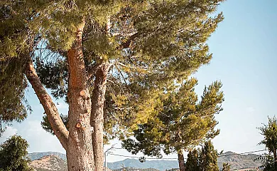 Cortijo la Ribera del llano en Vélez Blanco (Almería) - Foto 9