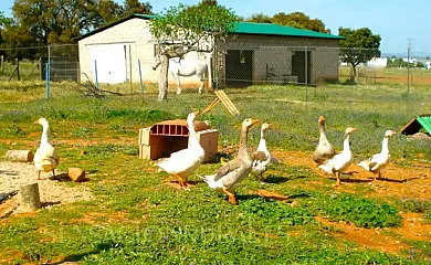 Casa Rural El Pinar en Talavera de la Reina (Toledo) - Foto 17