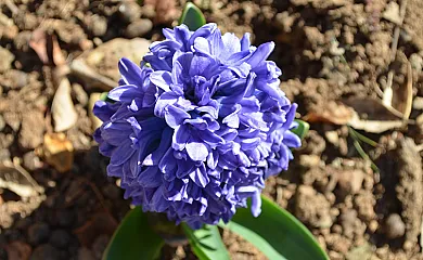 La Mesonera en Cilleros (Cáceres) - Foto 4