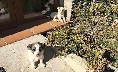 Casa Mestres en Pujalt (Barcelona) - Foto 13