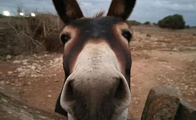 Matxani Gran en Sant Climent (Baleares) - Foto 6