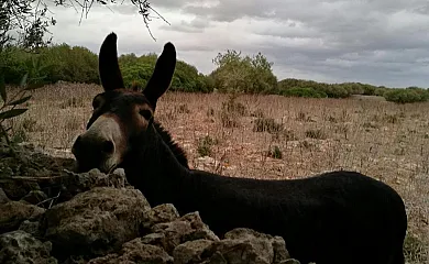 Matxani Gran en Sant Climent (Baleares) - Foto 16