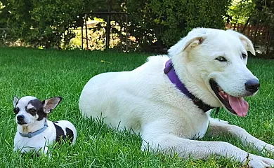 Mas Torrencito en Parets D´Empordà (Girona) - Foto 5