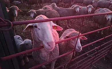 La Mesonera en Cilleros (Cáceres) - Foto 12