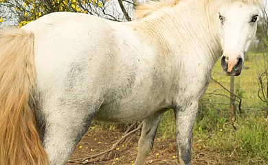 La Mesonera en Cilleros (Cáceres) - Foto 16