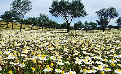 La Mesonera en Cilleros (Cáceres) - Foto 19