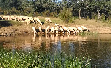 La Mesonera en Cilleros (Cáceres) - Foto 20