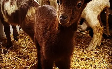 Casa Rural los Cerrillos en Argamasilla de Alba (Ciudad Real) - Foto 10