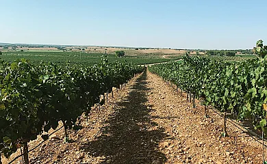 Casa Rural los Cerrillos en Argamasilla de Alba (Ciudad Real) - Foto 11