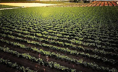 Casa Rural los Cerrillos en Argamasilla de Alba (Ciudad Real) - Foto 5