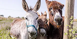 Agroturisme Sant Dionís 007