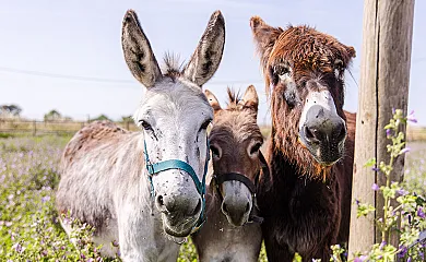 Agroturisme Sant Dionís en Campllong (Girona) - Foto 7
