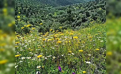 Las Vegas del Tio Pedro en Pozoblanco (Córdoba) - Foto 13