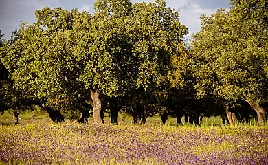 Las Vegas del Tio Pedro en Pozoblanco (Córdoba) - Foto 17