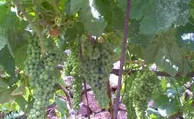 Finca Paraíso en San Cristobal de la Laguna (Santa Cruz de Tenerife) - Foto 9