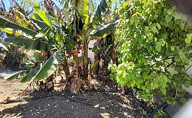 Finca Paraíso en San Cristobal de la Laguna (Santa Cruz de Tenerife) - Foto 25
