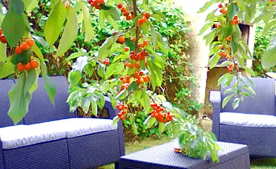 La Castellana y Casa El Álamo en Villanueva Del Conde (Salamanca) - Foto 2