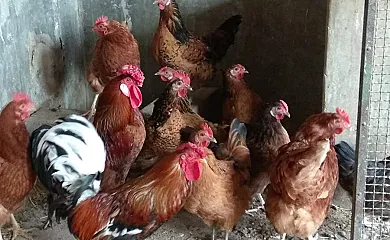 Alojamientos Rurales Ca la Quima en Rupit i Pruit (Barcelona) - Foto 15