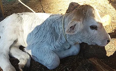 Alojamientos Rurales Ca la Quima en Rupit i Pruit (Barcelona) - Foto 17