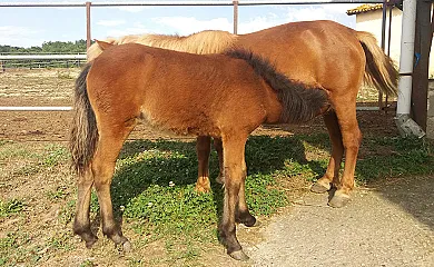 Alojamientos Rurales Ca la Quima en Rupit i Pruit (Barcelona) - Foto 20