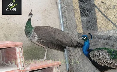 Cloan Rural en Bullas (Murcia) - Foto 8