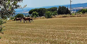 La Cria de Caldes 0027