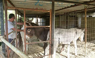 Finca Los Burros en Totalan (Málaga) - Foto 1