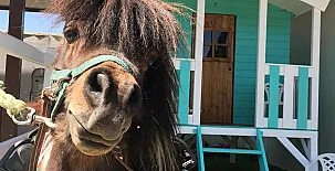 HEARTS & PONIES Apartamentos con piscinas privadas de invierno y verano y suites con jacuzzis 004