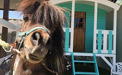 HEARTS & PONIES Apartamentos con piscinas privadas de invierno y verano y suites con jacuzzis en Chinchón (Madrid) - Foto 4