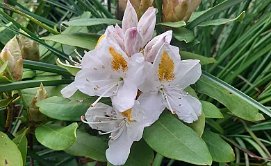 Iguzkiagerreko Borda en Etxalar (Navarra) - Foto 11