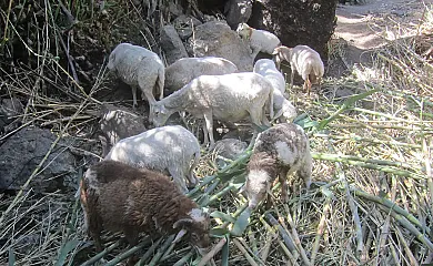 El Poeta en Valle Gran Rey (Santa Cruz de Tenerife) - Foto 1