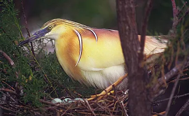 Isla de buda en Deltebre (Tarragona) - Foto 16