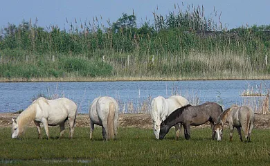 Isla de buda en Deltebre (Tarragona) - Foto 4