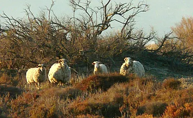 Isla de buda en Deltebre (Tarragona) - Foto 15
