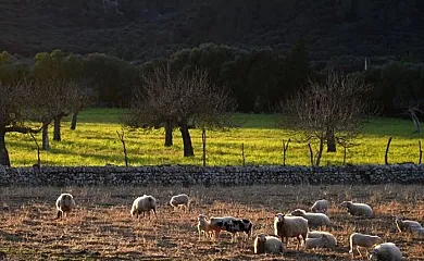 Fangar en Campanet (Baleares) - Foto 1