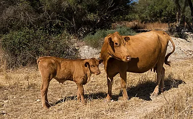 Can Feliu Ecoagroturismo en Porreres (Baleares) - Foto 1