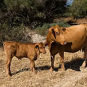 Can Feliu Ecoagroturismo 001