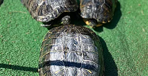 Casa Rural El Patas 0021