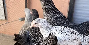 Casa Rural El Patas 0027