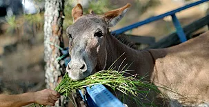 Paraíso del Tiétar 005