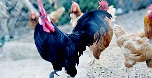 Paraíso del Tiétar 0019