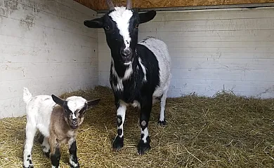 Paraíso del Tiétar en La Adrada (Ávila) - Foto 23